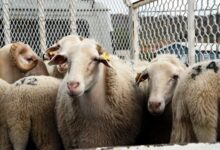 ANKARA / TEKHA Diyanet