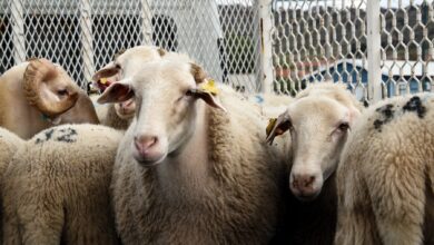 ANKARA / TEKHA Diyanet