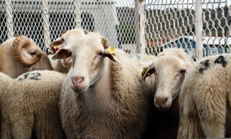 ANKARA / TEKHA Diyanet