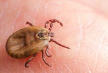 SİVAS / TEKHA Sivas’ta,