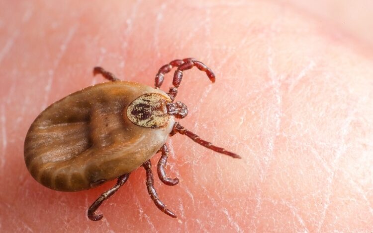 SİVAS / TEKHA Sivas’ta,